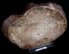 Osmunda Petrified Wood Slice With Heart - #6292-1